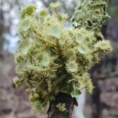 Usnea sp. (genus) (Bearded lichen) at Rugosa - 5 Jul 2023 by SenexRugosus