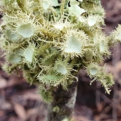 Usnea sp. (genus) at Yass River, NSW - 5 Jul 2023 03:49 PM