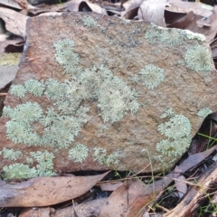 Xanthoparmelia sp. at Yass River, NSW - 5 Jul 2023 by SenexRugosus