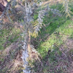 Acacia baileyana (Cootamundra Wattle, Golden Mimosa) at Mount Majura - 5 Jul 2023 by abread111