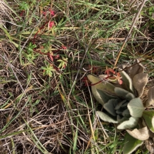 Euphorbia oblongata at Latham, ACT - 1 Jul 2023