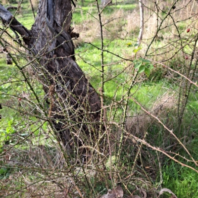 Rosa rubiginosa (Sweet Briar, Eglantine) at Mount Majura - 5 Jul 2023 by abread111