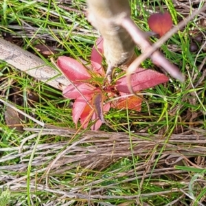 Pyrus calleryana at Watson, ACT - 5 Jul 2023