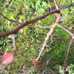 Pyrus calleryana at Watson, ACT - 5 Jul 2023