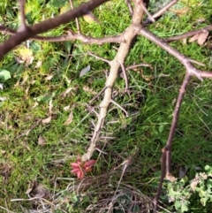 Pyrus calleryana at Watson, ACT - 5 Jul 2023