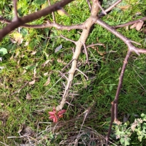 Pyrus calleryana at Watson, ACT - 5 Jul 2023