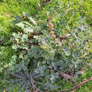 Marrubium vulgare at Watson, ACT - 5 Jul 2023