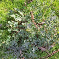 Marrubium vulgare (Horehound) at Mount Majura - 5 Jul 2023 by abread111