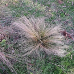 Nassella trichotoma (Serrated Tussock) at Watson, ACT - 5 Jul 2023 by abread111