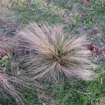 Nassella trichotoma (Serrated Tussock) at Watson, ACT - 5 Jul 2023 by abread111