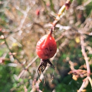 Rosa rubiginosa at Watson, ACT - 5 Jul 2023