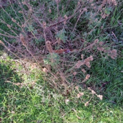 Marrubium vulgare (Horehound) at Mount Majura - 5 Jul 2023 by abread111