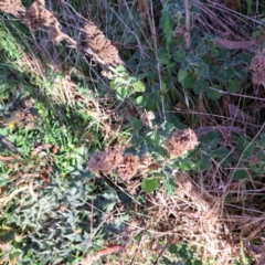 Marrubium vulgare at Watson, ACT - 5 Jul 2023