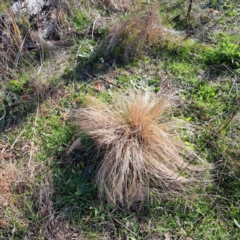 Nassella trichotoma (Serrated Tussock) at Watson, ACT - 5 Jul 2023 by abread111