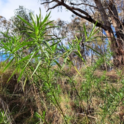 Solanum linearifolium (Kangaroo Apple) at Watson, ACT - 5 Jul 2023 by abread111