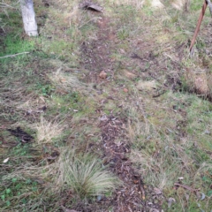 Nassella trichotoma (Serrated Tussock) at Watson, ACT - 5 Jul 2023 by abread111