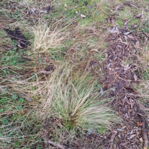 Nassella trichotoma at Watson, ACT - 5 Jul 2023