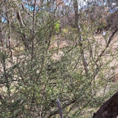 Bursaria spinosa subsp. lasiophylla (Australian Blackthorn) at Mount Majura - 5 Jul 2023 by abread111