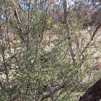 Bursaria spinosa subsp. lasiophylla (Australian Blackthorn) at Mount Majura - 5 Jul 2023 by abread111