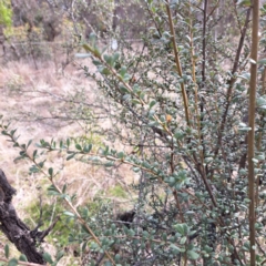 Bursaria spinosa subsp. lasiophylla at Watson, ACT - 5 Jul 2023 02:36 PM