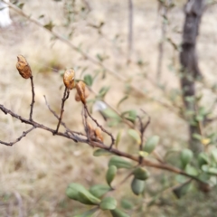 Bursaria spinosa subsp. lasiophylla at Watson, ACT - 5 Jul 2023 02:36 PM