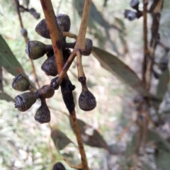 Eucalyptus bridgesiana (Apple Box) at Majura, ACT - 5 Jul 2023 by abread111