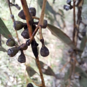 Eucalyptus bridgesiana at Mount Majura - 5 Jul 2023