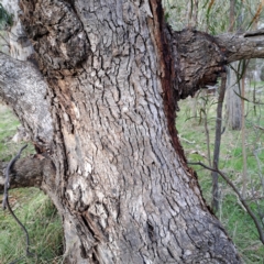 Eucalyptus bridgesiana at Mount Majura - 5 Jul 2023