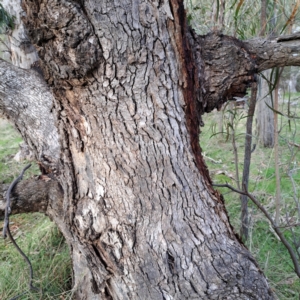 Eucalyptus bridgesiana at Mount Majura - 5 Jul 2023 02:41 PM