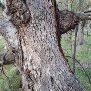 Eucalyptus bridgesiana at Mount Majura - 5 Jul 2023