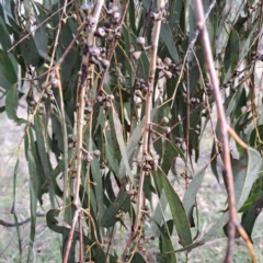 Eucalyptus bridgesiana at Mount Majura - 5 Jul 2023 02:41 PM