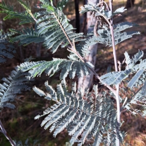 Acacia dealbata subsp. dealbata at Watson, ACT - 5 Jul 2023