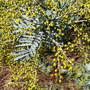 Acacia baileyana x Acacia dealbata at Watson, ACT - 5 Jul 2023