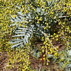 Acacia baileyana x Acacia dealbata (Cootamundra Wattle x Silver Wattle (Hybrid)) at Mount Majura - 5 Jul 2023 by abread111