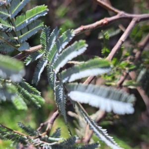 Acacia baileyana x Acacia dealbata at Watson, ACT - 5 Jul 2023