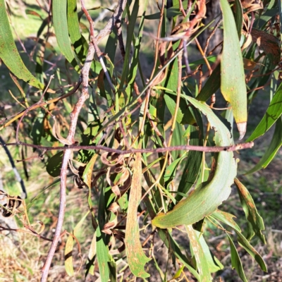 Acacia implexa (Hickory Wattle, Lightwood) at Watson, ACT - 5 Jul 2023 by abread111