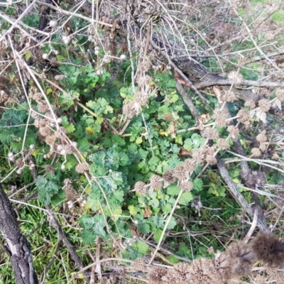 Marrubium vulgare (Horehound) at Mount Majura - 5 Jul 2023 by HappyWanderer