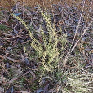 Daviesia genistifolia at Watson, ACT - 5 Jul 2023
