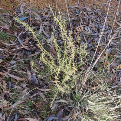 Daviesia genistifolia (Broom Bitter Pea) at Mount Majura - 5 Jul 2023 by abread111