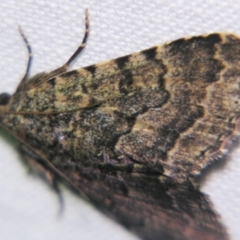 Diatenes aglossoides (An Erebid Moth) at Sheldon, QLD - 2 Apr 2011 by PJH123