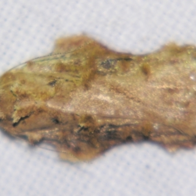 Tonica (genus) (A Flat-bodied moth (Depressidae fam.)) at Sheldon, QLD - 2 Apr 2011 by PJH123