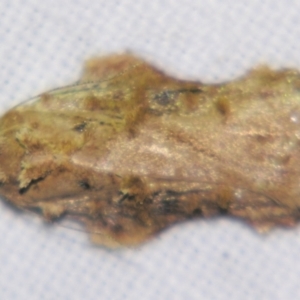 Tonica (genus) at suppressed - 2 Apr 2011