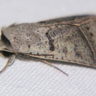 Pantydia sparsa (Noctuid Moth) at Sheldon, QLD - 2 Apr 2011 by PJH123
