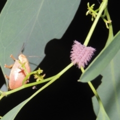 Paropsis atomaria (Eucalyptus leaf beetle) at Pollinator-friendly garden Conder - 2 Jan 2023 by michaelb