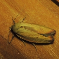 Ptyoptila matutinella at Conder, ACT - 13 Dec 2022 07:22 PM