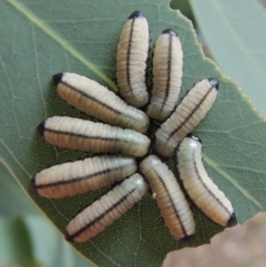 Paropsisterna cloelia (Eucalyptus variegated beetle) at Pollinator-friendly garden Conder - 5 Jan 2023 by michaelb