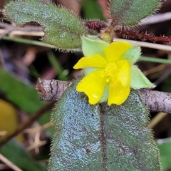 Hibbertia dentata (Twining Guinea Flower) at Brierfield, NSW - 6 Jul 2023 by trevorpreston