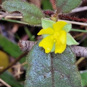 Hibbertia dentata at Brierfield, NSW - 6 Jul 2023 10:16 AM