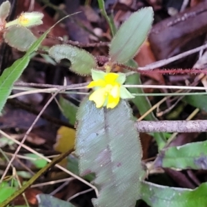 Hibbertia dentata at Brierfield, NSW - 6 Jul 2023