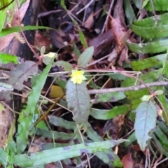 Hibbertia dentata at Brierfield, NSW - 6 Jul 2023 10:16 AM